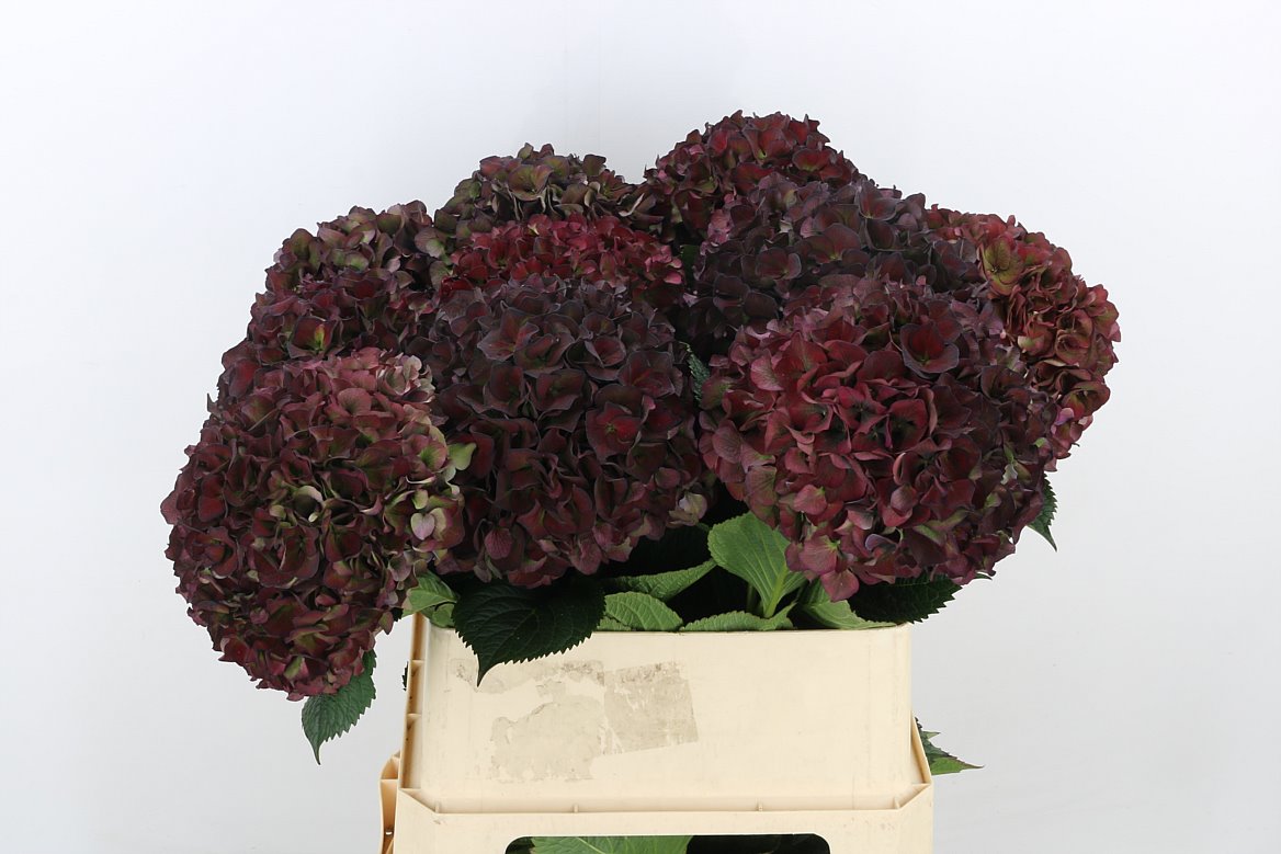 Hydrangea M Mag P Ru Cl P 80cm