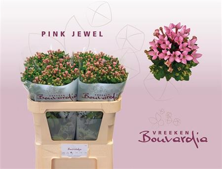 Bouvardia En Pink Jewel 60cm