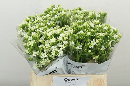 Kalanchoe Simpl Whi Meadow 40cm