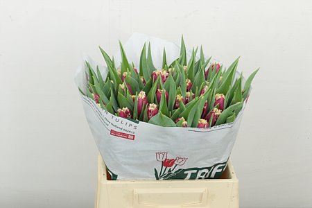 Tulip French San Pablo 42cm