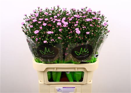 Aster Double Da Pink 80cm