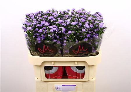 Aster Nb Do Da Milka 70cm