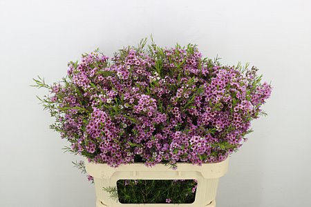 Chamelaucium (Waxflower) Un Olivia 80cm