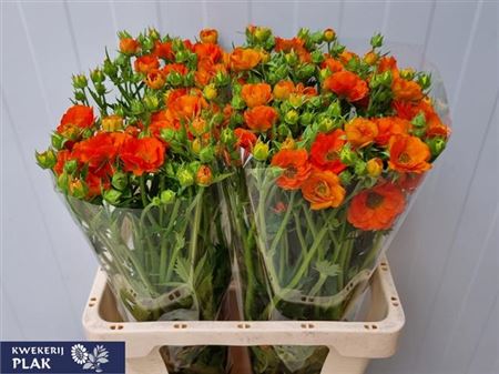 Geum Tropic Tempest 60cm