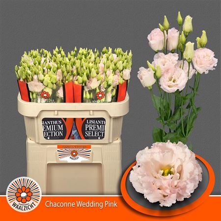 Eustoma/Lisianthus Double Chac Wed Pink 70cm
