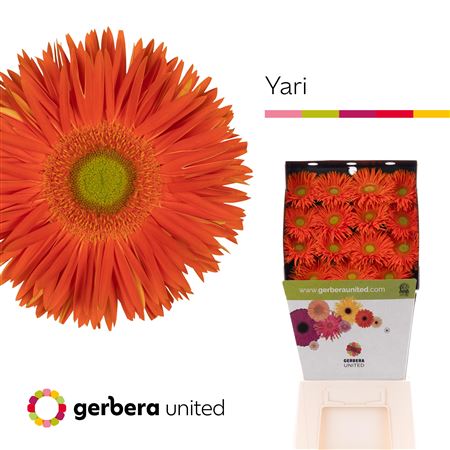 Ge Gs Yari Diamond 50cm