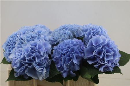 Hydrangea M Floyd Bleu 60cm