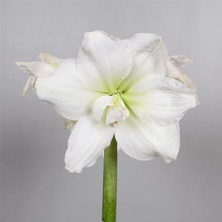 Amaryllis Dg Wimbledon