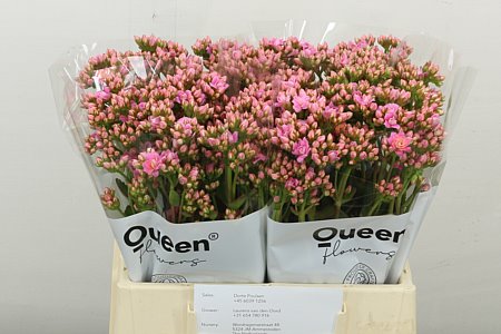 Kalanchoe Shock Pi Meadow 40cm