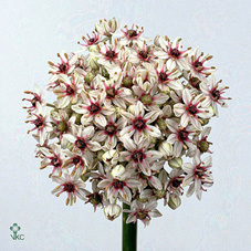 Allium Silverspring 100cm