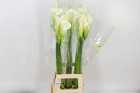 Calla Lilly Ae Highwood 90cm