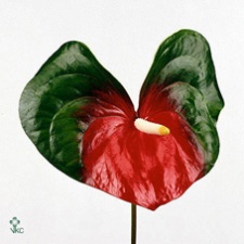 Anthurium Amigo X10 10cm