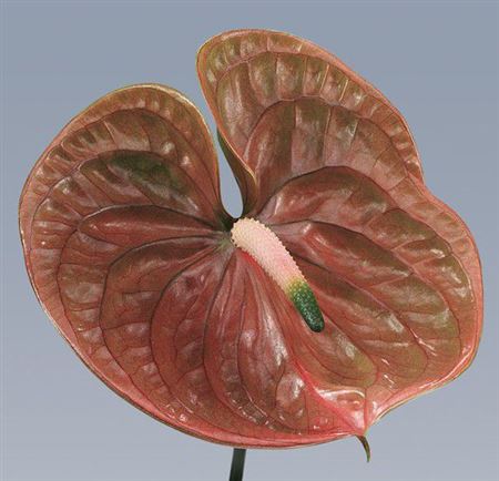 Anthurium Cognac X10 10cm