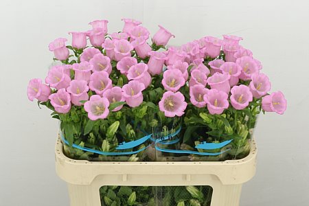 Campanula M Pearl Pink 70cm