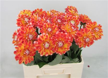 Dahlia Hapet Harmony 60cm