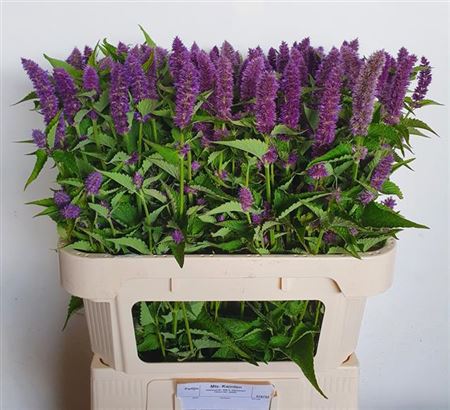 Agastache Ov 80cm