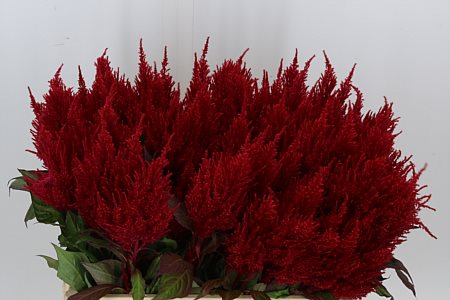 Celosia Plumosa Century Red 50cm