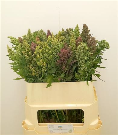 Cheno Quinoa Ov 80cm