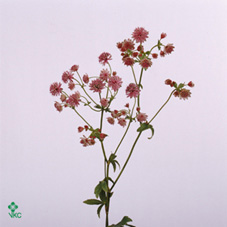 Astrantia Rosita