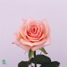 Rose Pink Athena 40cm