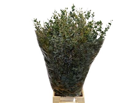Eucalyptus Gunnii 300gr