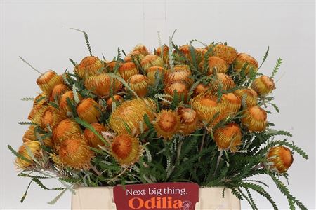 Banksia Dryandra 35cm