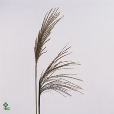 Miscanthus Sinensis Malepartus 70cm