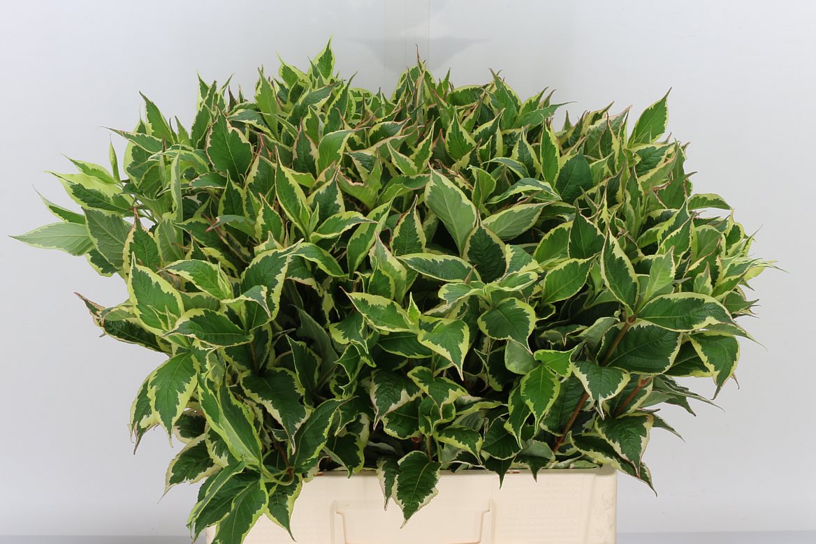 Weigela Fl Nana Variega 60cm