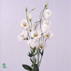 Eustoma/Lisianthus Single Picco White 72cm
