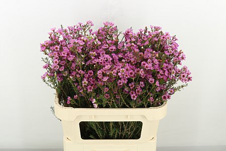 Chamelaucium (Waxflower) Adi 60cm