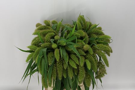 Setaria Italica 70cm