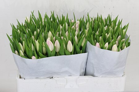 Tulip First Class 41cm