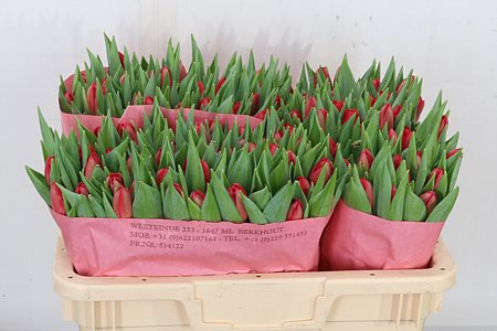 Tulip Double Largo 35cm