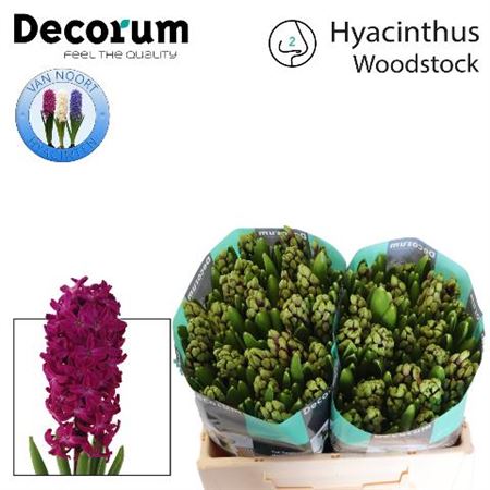 Hyacinth Woodstock 30cm