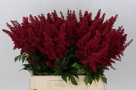 Astilbe Ar Fanal 60cm