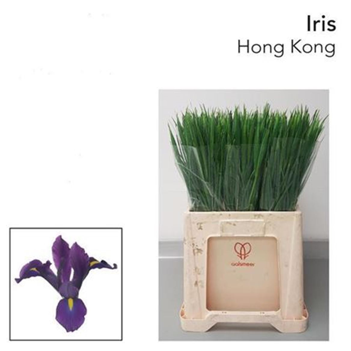 Iris Hong Kong 62cm