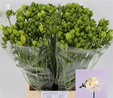 Freesia Dble Excellent 56cm