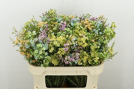 Chamelaucium (Waxflower) Antiek / Glitter 80cm