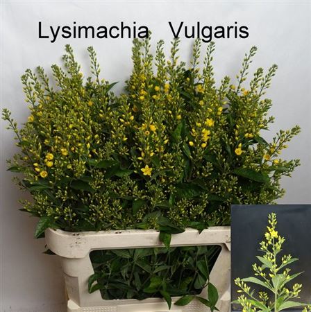 Lysimachia Vulgaris Geel 80cm