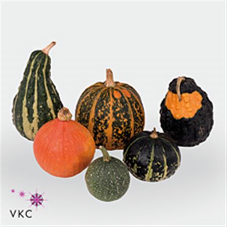 Cucurbita (Gourd) (kalebas) Mix