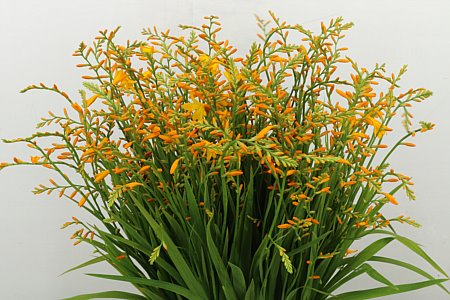 Crocosmia Georg Davison 65cm