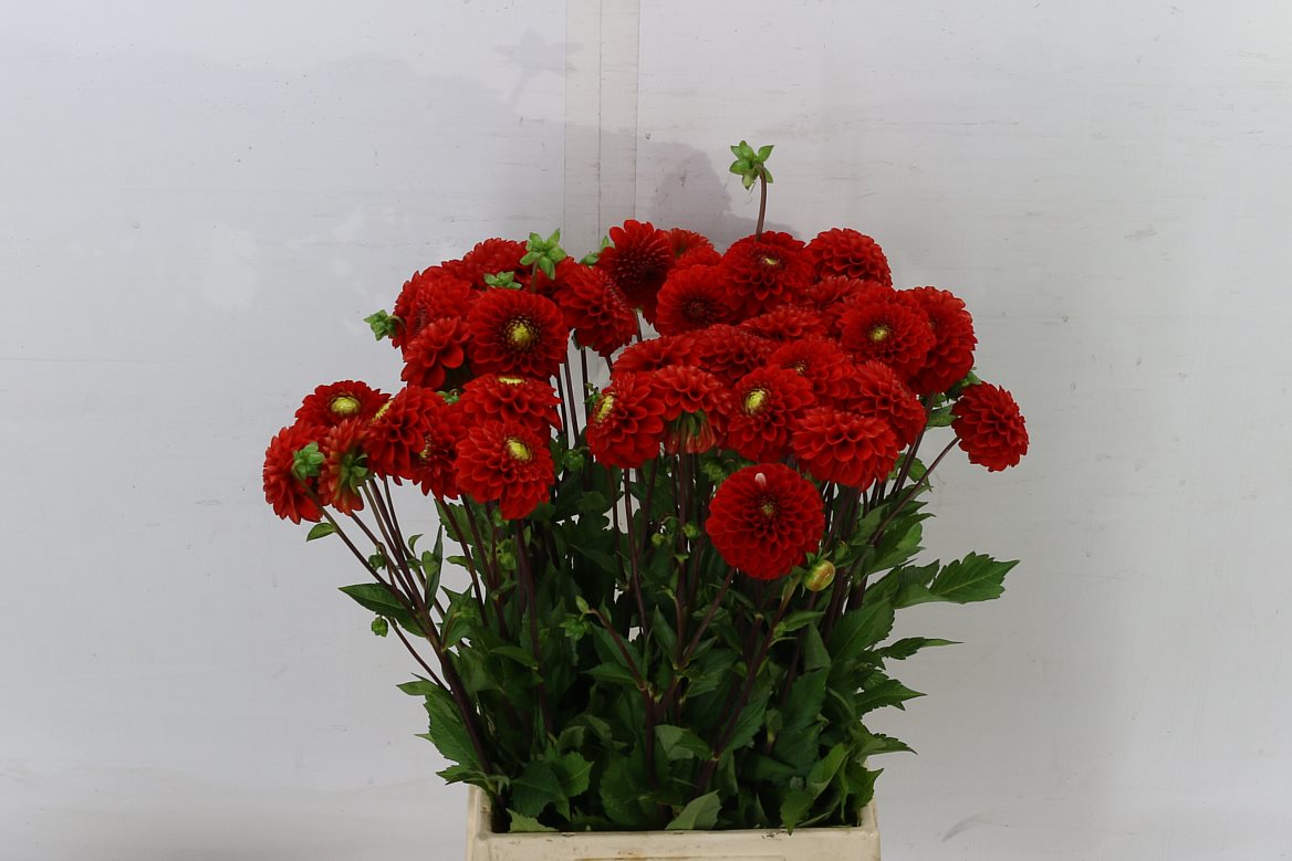 Dahlia Pom Red 50cm