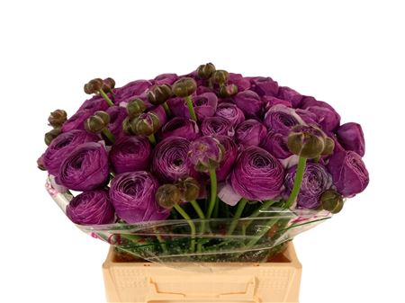Ranunculus Clooney - Violette Antoinne 40cm