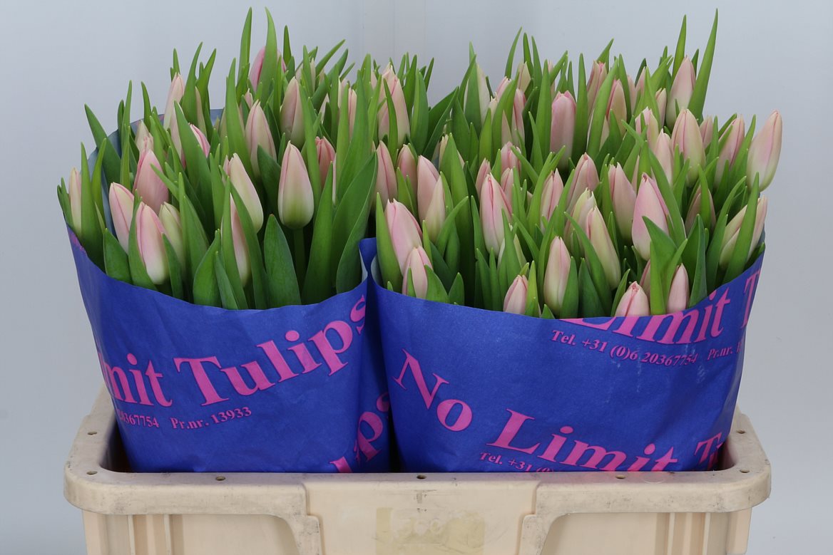 Tulip Dynasty 44cm