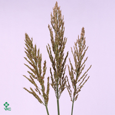 Siergrass Sorghum A Panselaria 110cm