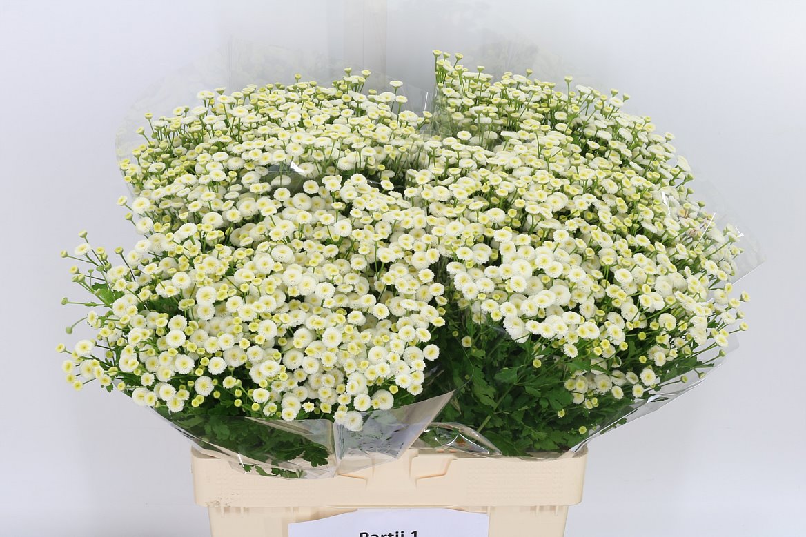 Tanacetum Pa Baya 60cm