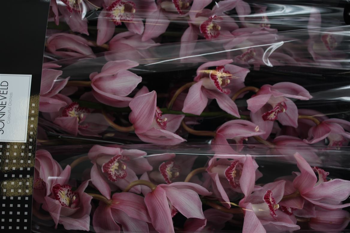 Cymbidium T Overig Roze X9 60cm