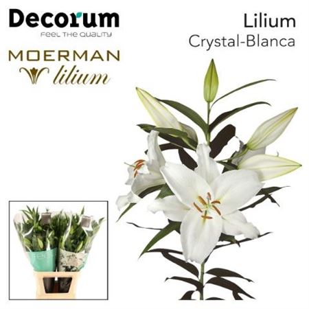 Lily Oriental Crystal Blanca 105cm