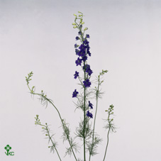 Delphinium Larkspur Blue 60cm