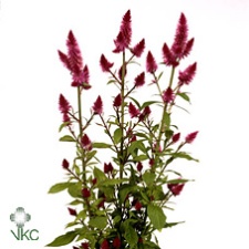 Celosia Caracas 60cm